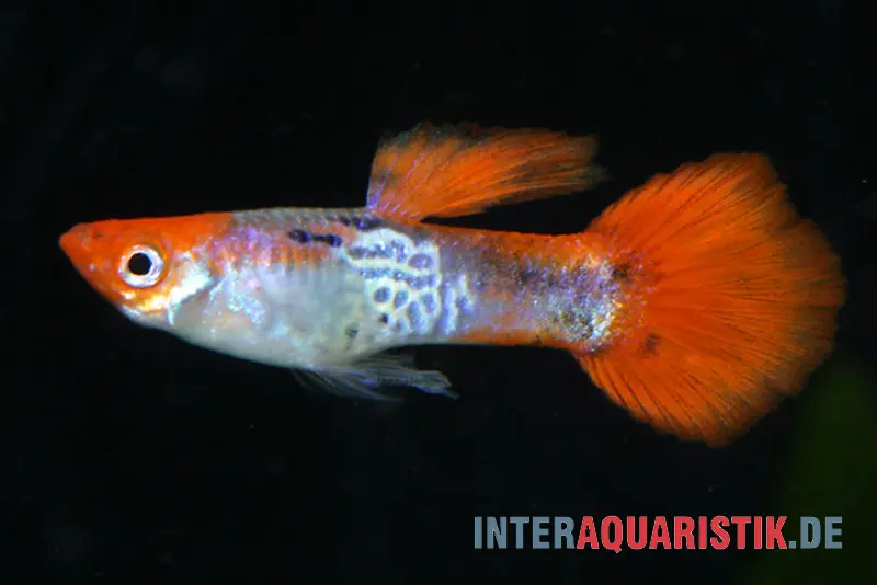 Guppy Cobra Red Cap, Poecilia reticulata