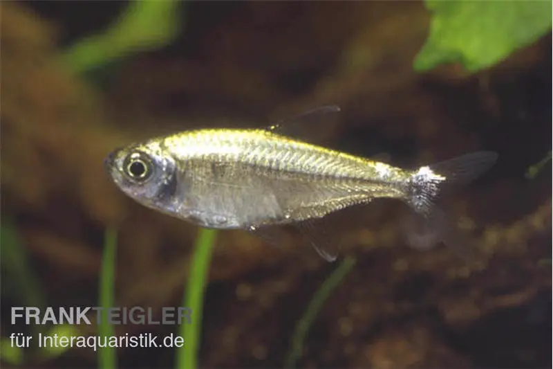 Sonnensalmler, Hyphessobrycon eos