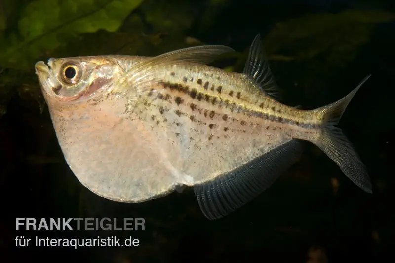 Riesenbeilbauchsalmler, Gasteropelecus maculatus