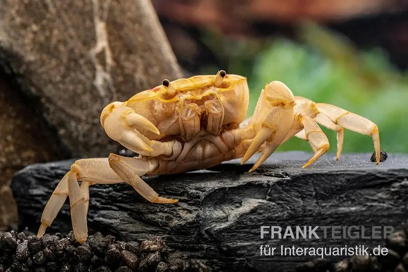 Fire-Crab, Holthuisana cf. lipkei