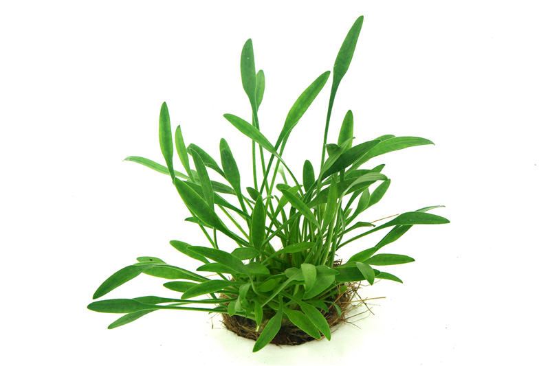 Zwergwasserkelch, Cryptocoryne parva, im Topf