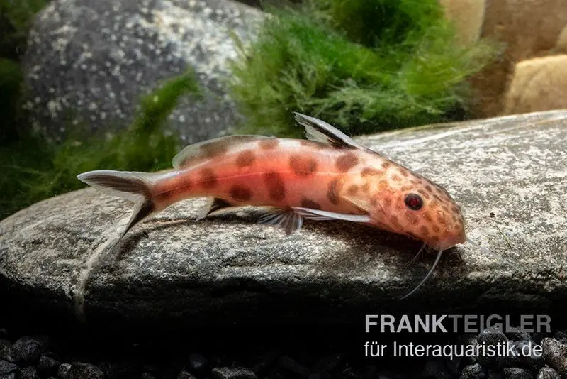 Pinker Kuckucks-Fiederbartwels, Synodontis petricola "Pink"