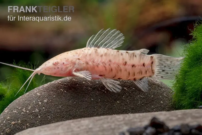 Gemalter Schwielenwels albino, Hoplosternum thoracatum