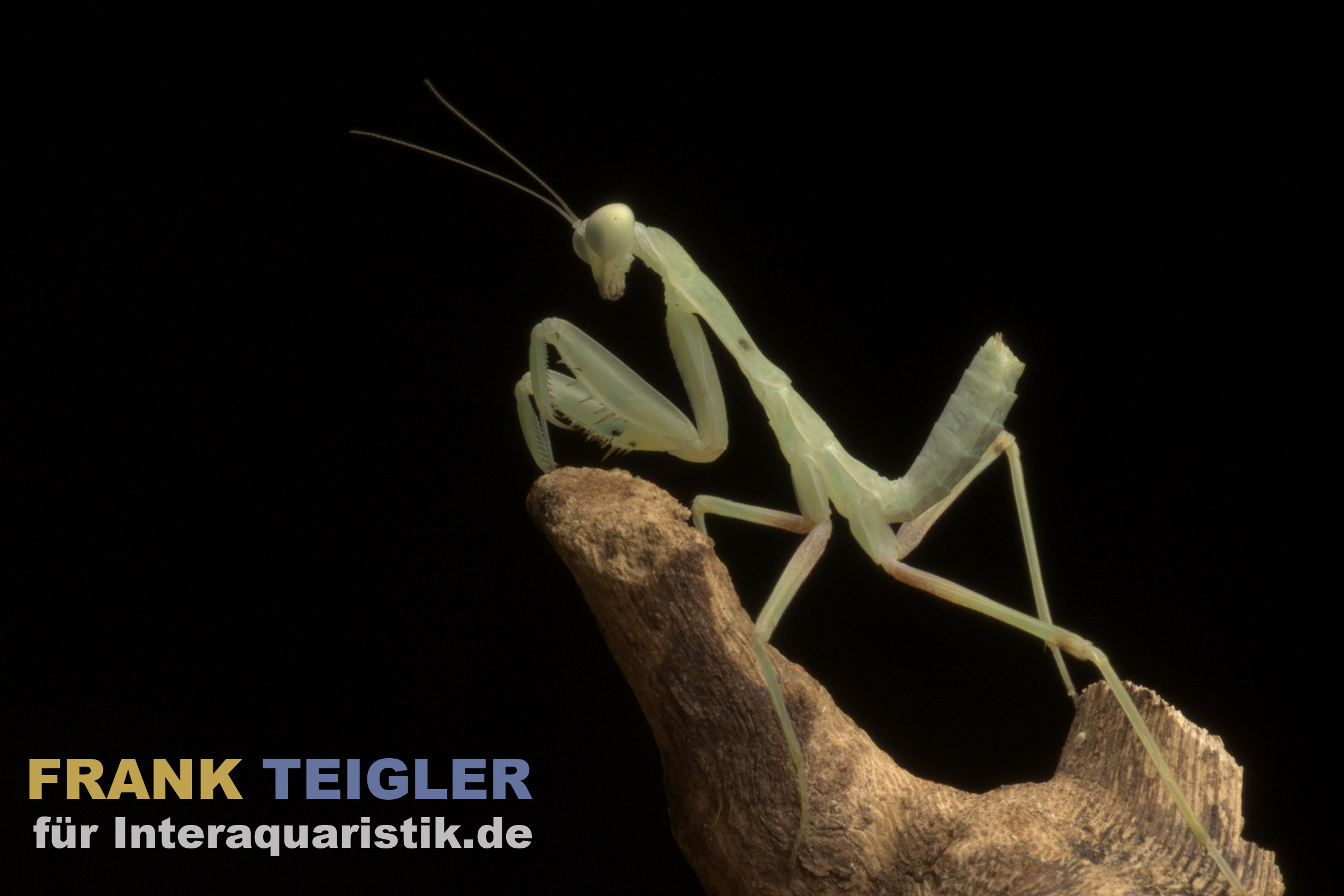 Grüne Curry Mantis, Sphodromantis lineola