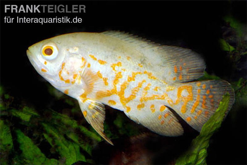 Pfauenaugenbuntbarsch, Roter Tiger Albino Oscar, Astronotus ocellatus Red Tiger albino