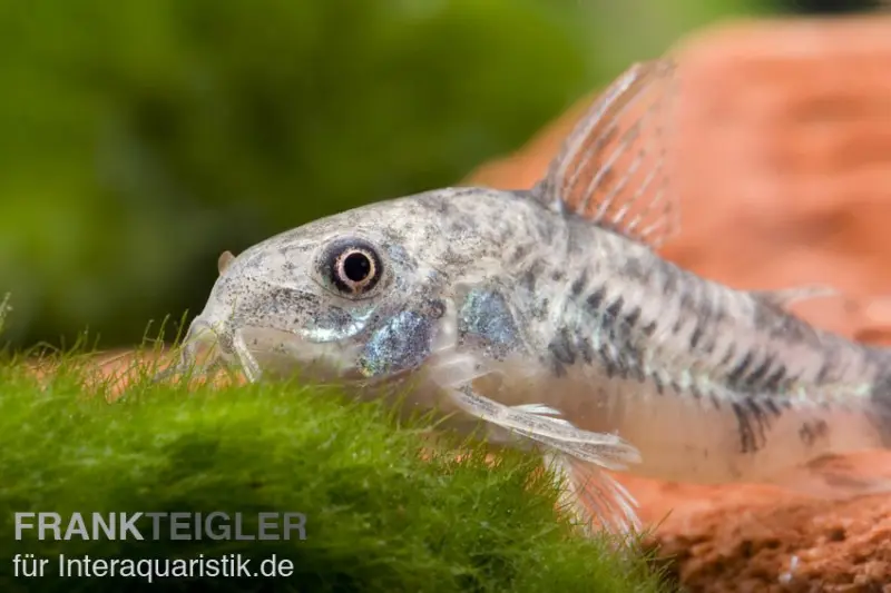 Marmorierter Panzerwels, Corydoras paleatus, DNZ, 2,5-3 cm