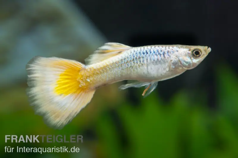 Guppy German yellow, Poecilia reticulata