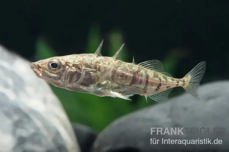 Stichling, Gasterosteus aculeatus, 4-6 cm (Kaltwasser), DNZ