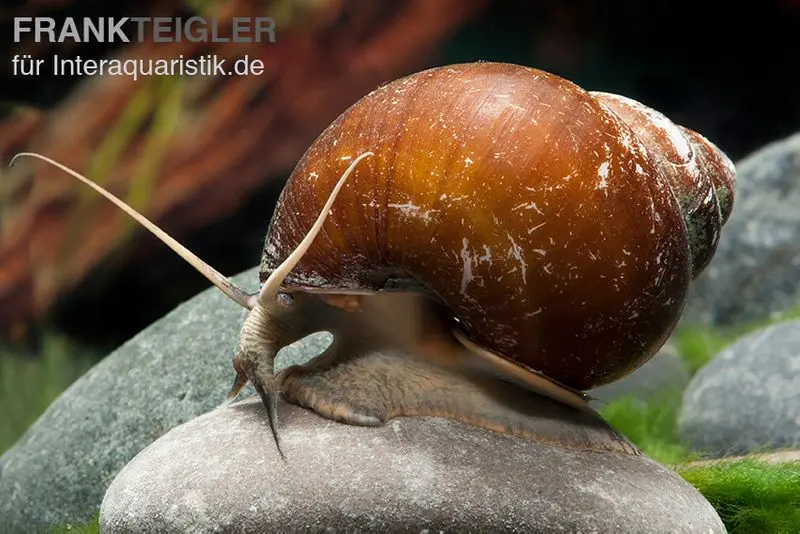 Braune Apfelschnecke, Lanistes cf. ovum