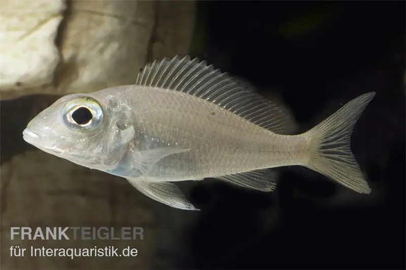 Großaugen-Sandcichlide, Callochromis macrops NDOLE RED, DNZ