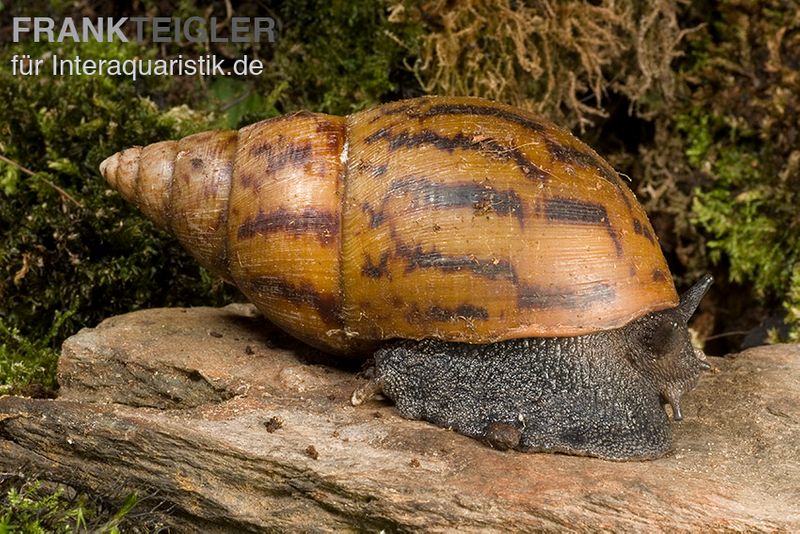 Tiger-Achatschnecke, Achatina achatina