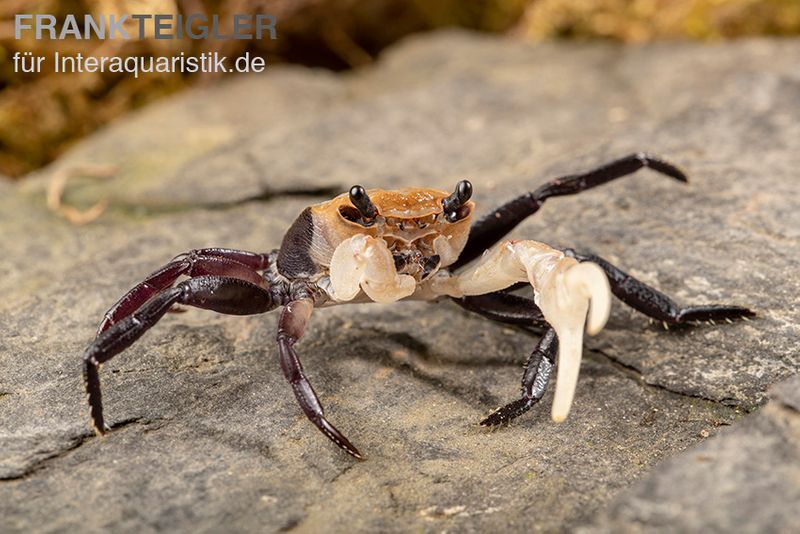 Weißscheren-Krabbe, Lepidothelphusa cognetti, Zufällig ausgewählt