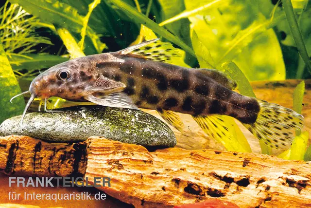 Waterlots Fiederbartwels, Synodontis waterloti