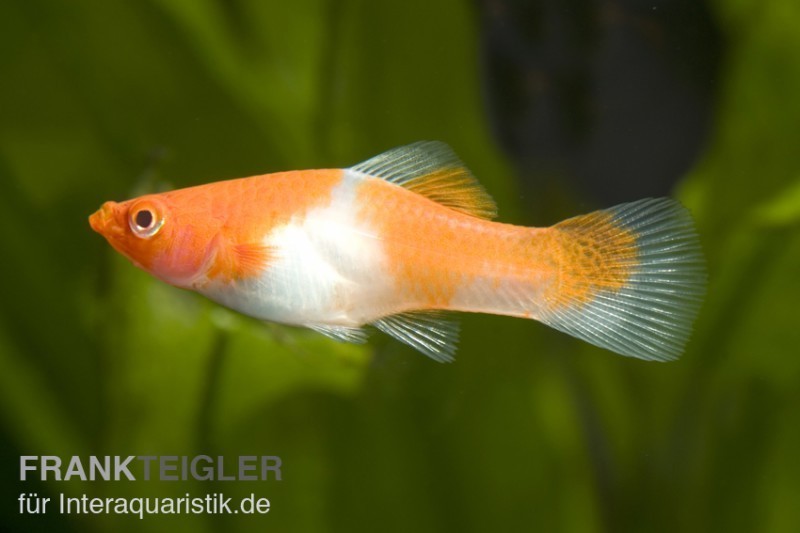 Koi Schwertträger rot-weiß (kohaku), Xiphophorus helleri