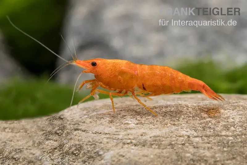 Golden Dust Garnele, Neocaridina davidi