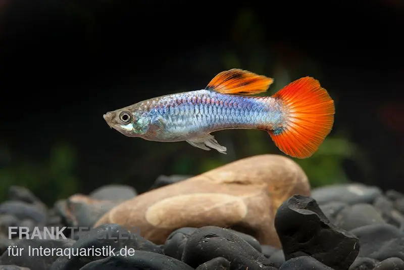 Guppy Neon Firetail, Poecilia reticulata, Guppy Männchen