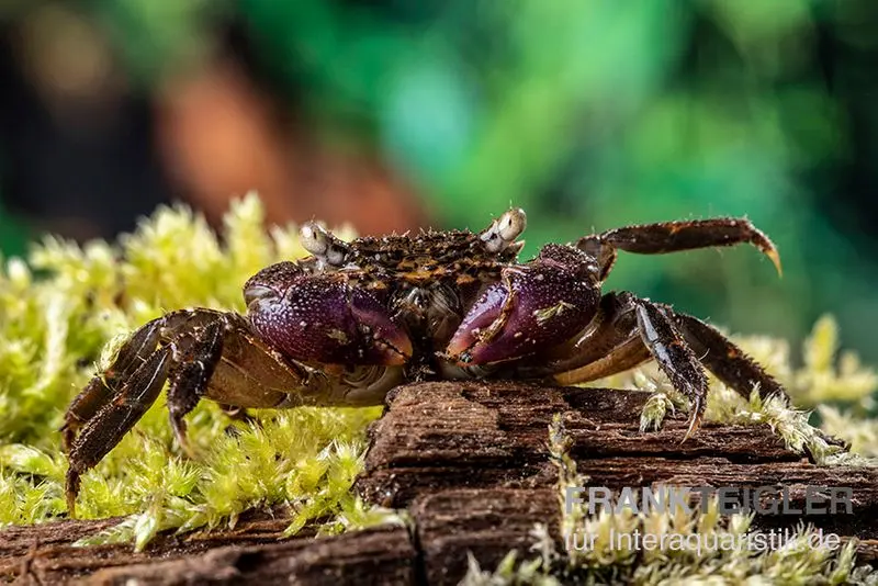 Lila Scheren Mangrovenkrabbe, Parasesarma sp. "Lilac Claw"