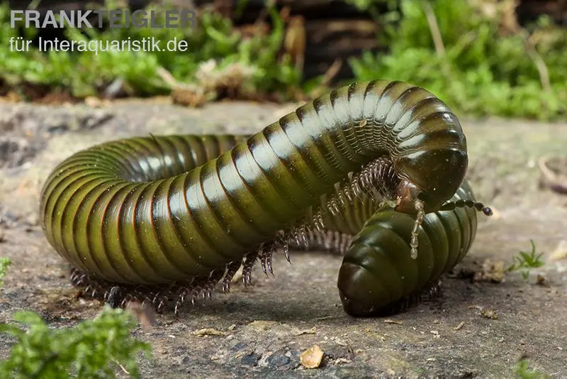 Green-Striped-Millipede, Spirostreptus spec.