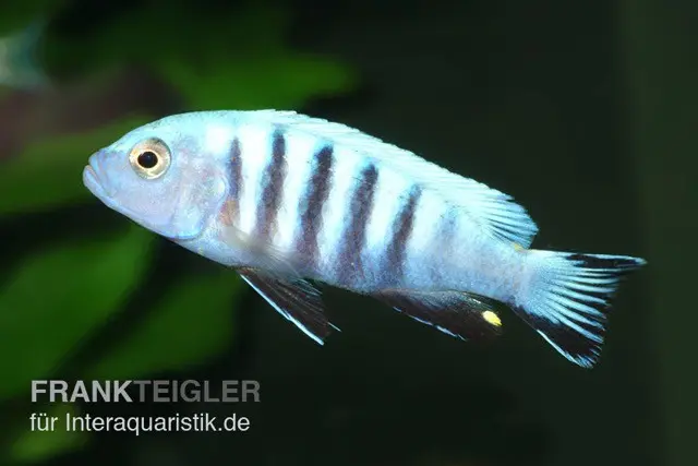 Pseudotropheus kingsizei maingano (Metriaclima pulpican)