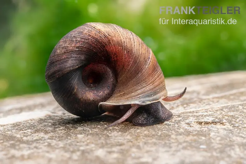 Kleine Posthornschnecke braun, Planorbella duryi var. 'braun'