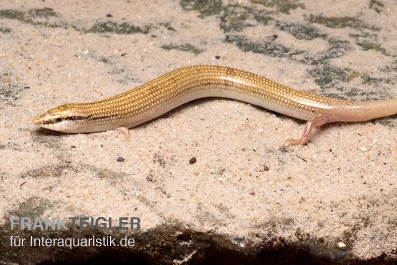 Keilschleiche, Chalcides sepsoides