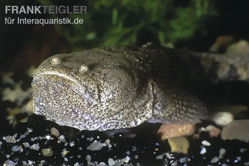 Peru-Krötenfisch, Potamobatrachus trispinosus