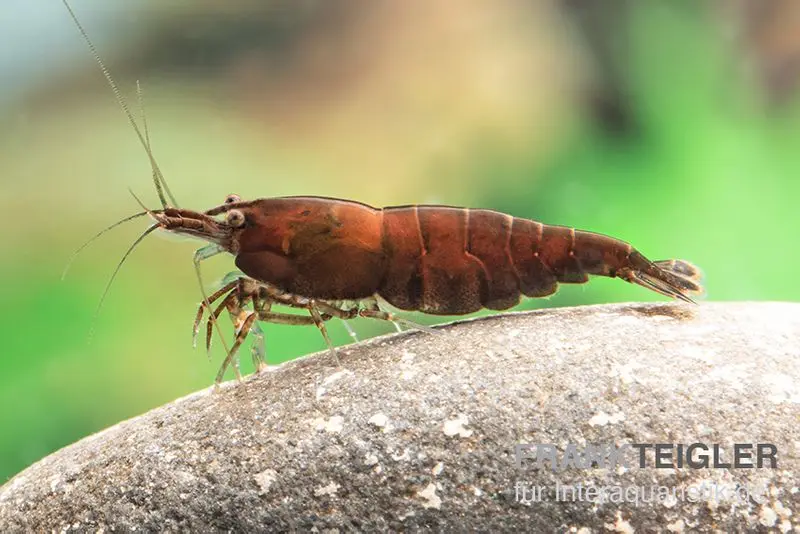 Red Onyx Shrimp, Neocaridina denticulata