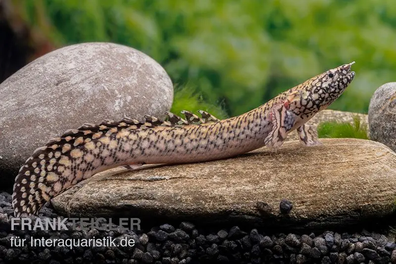 Schmuck-Flösselhecht, Polypterus ornatipinnis, NZ