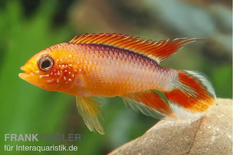 Zwergbuntbarsch, Apistogramma agassizii Fire Red, paarweise