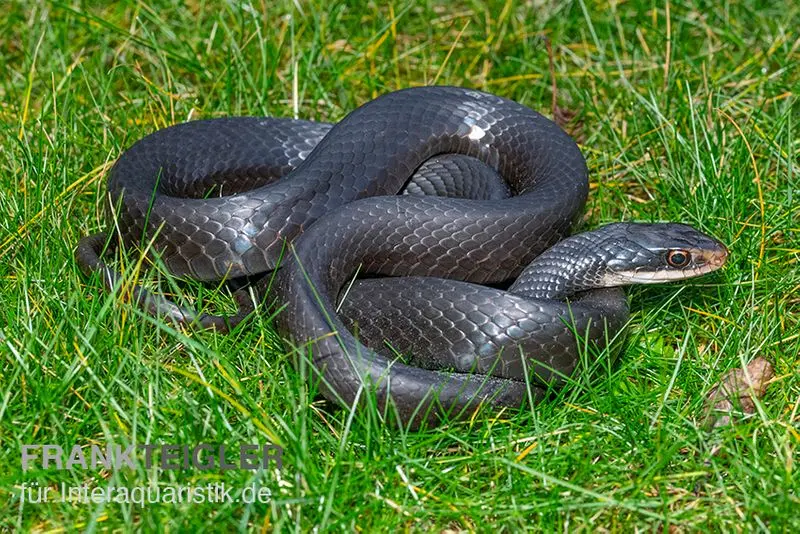 Schwarznatter, Coluber constrictor