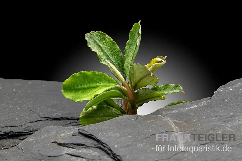 Bucephalandra brownie "Hermes", lose Pflanze