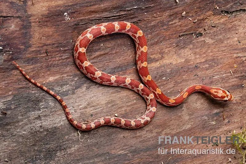 Kornnatter, Pantherophis guttatus HYPO