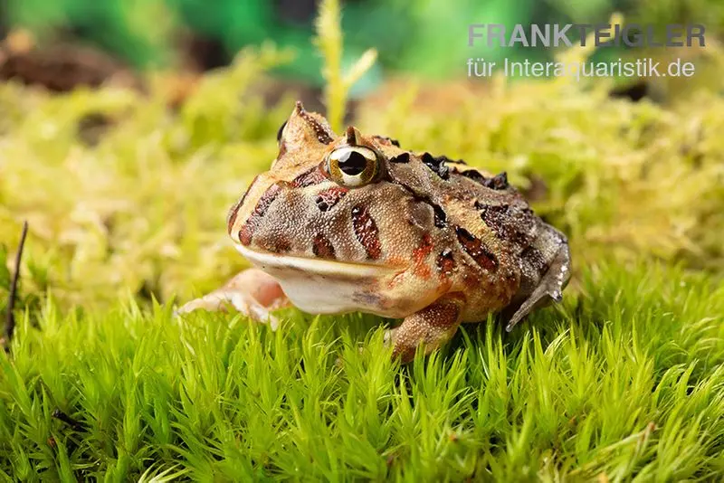 Brasilianischer Schmuckhornfrosch, Ceratophrys aurita