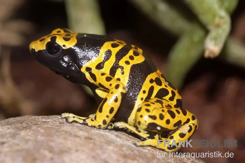 Genetzter Baumsteiger, Dendrobates leucomelas "Bolivar" 