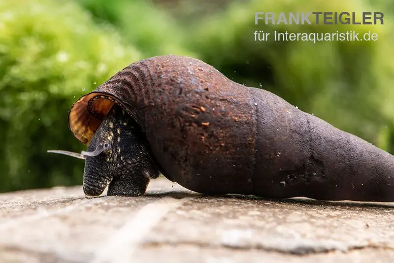 Black Panther-Turmdeckelschnecke, Sulcospira testudinaria