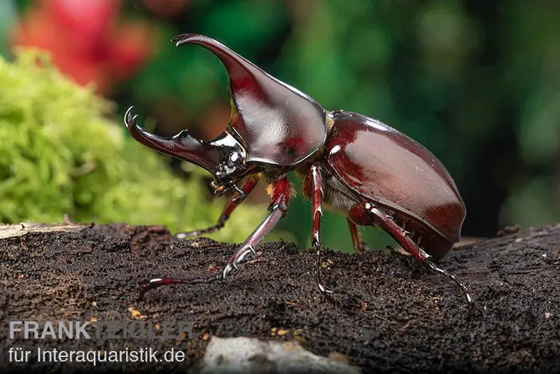 Brauner Nashornkäfer, Xylotrupes gideon