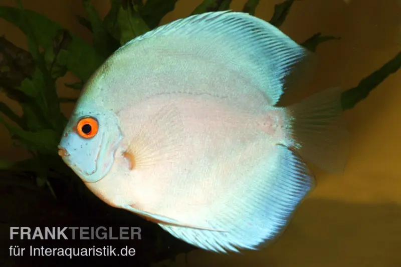 Diskusfisch ASIA-NZ, Symphysodon discus Blue Diamond