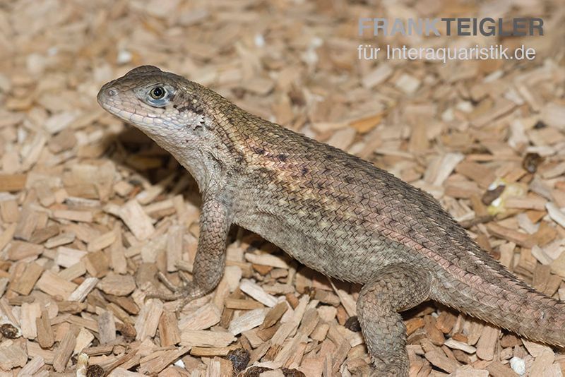 Rollschwanzleguan, Leiocephalus carinatus