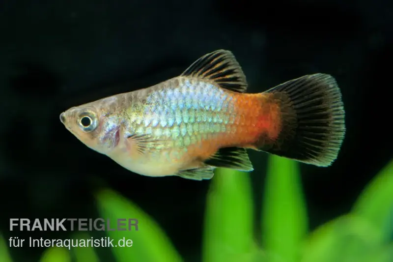 Regenbogen-Platy, Xiphophorus maculatus