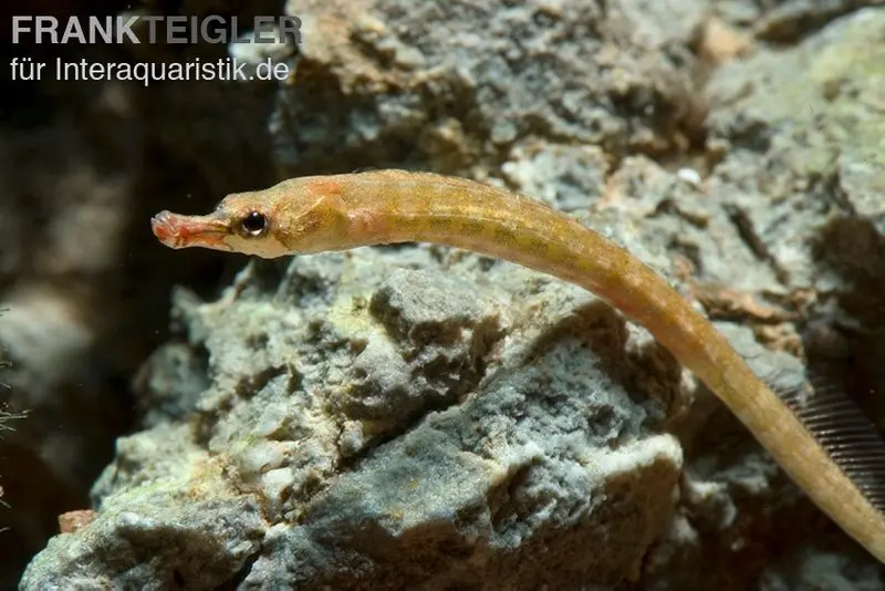 Kleine Süßwassernadel, Enneacampus ansorgii