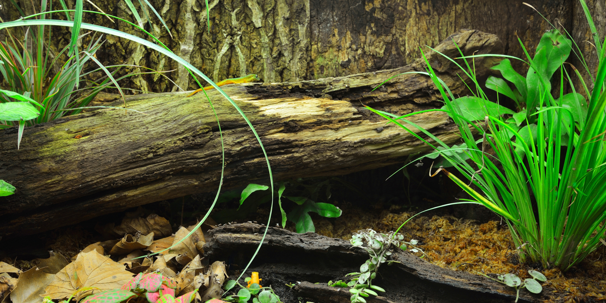 Tropisches Terrarium für Insekten