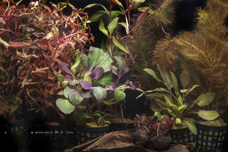 Aquarienpflanzen-Sortiment "Rot" für 80 cm Aquarium, Aquarienpflanzen-Set