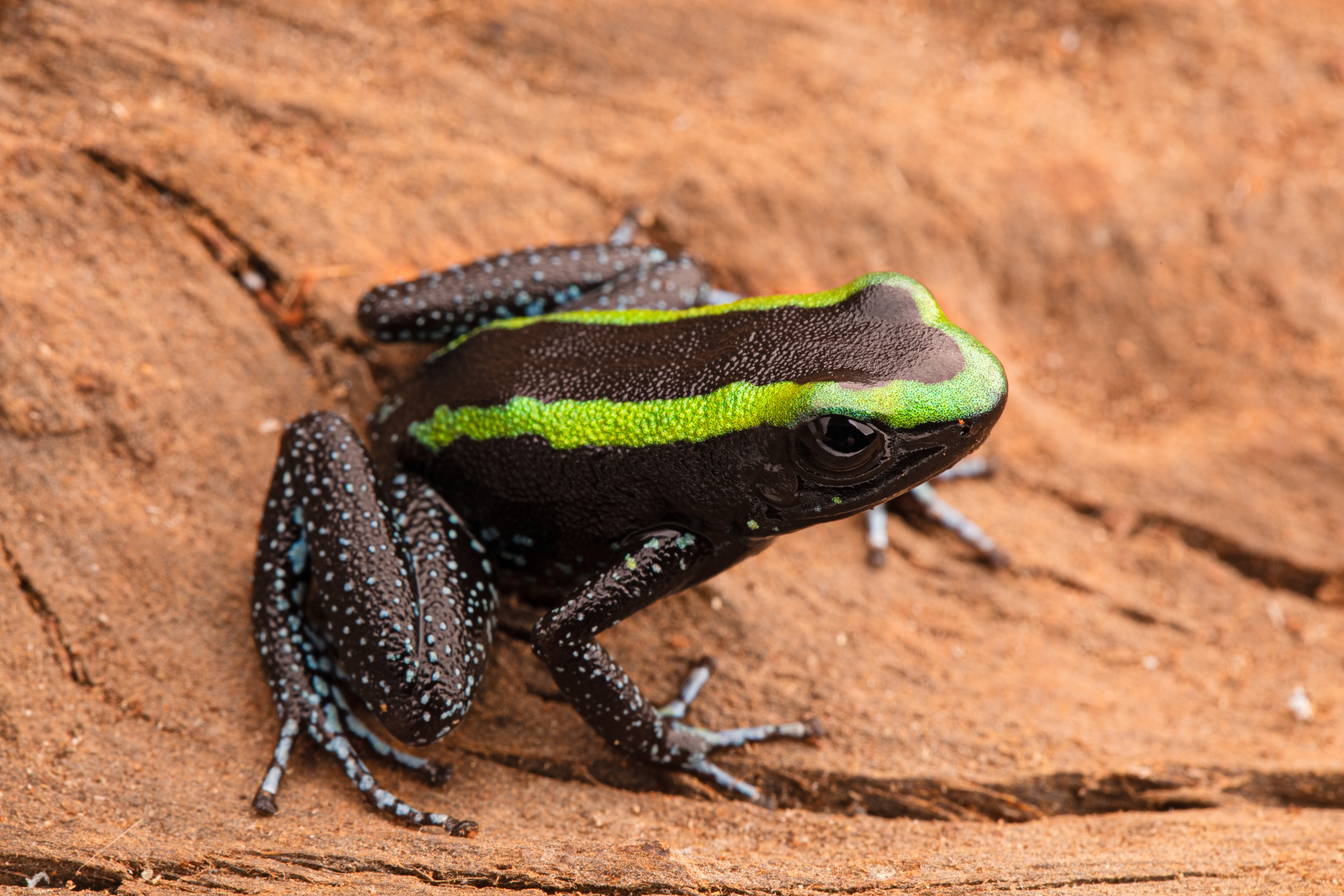 Grüner Blattsteiger, Phyllobates aurotaenia