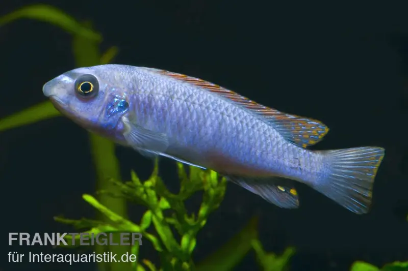 Schabemaul-Buntbarsch, Labeotropheus trewavasae "Blue"