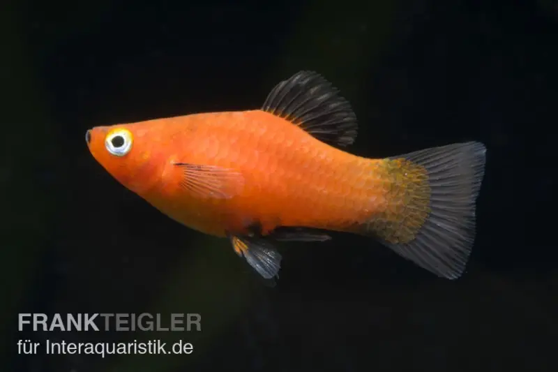 Roter Wagtail-Platy, Xiphophorus maculatus