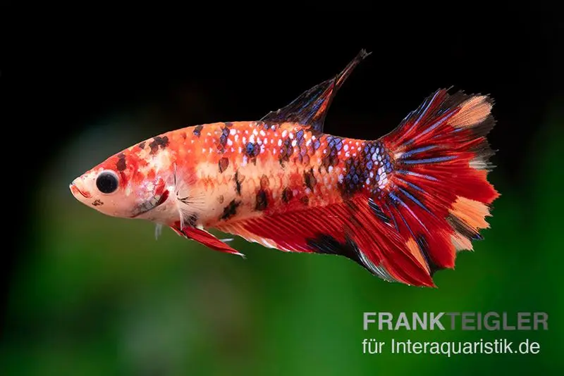 Halfmoon Kampffisch Koi Weibchen, Betta Halfmoon Koi