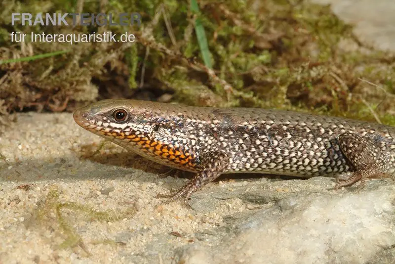 Sonnenskink, Mabuya macularia