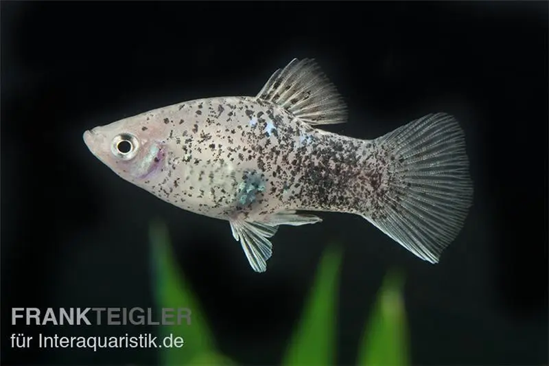 Weisser Calico Platy, Xiphophorus maculatus