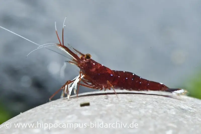 Süßwasser-Kardinalsgarnele, Caridina dennerlei, DNZ