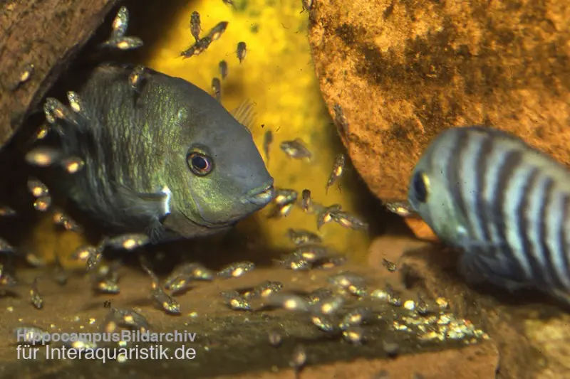 Blauaugen-Buntbarsch, Cryptoheros spilurus, DNZ